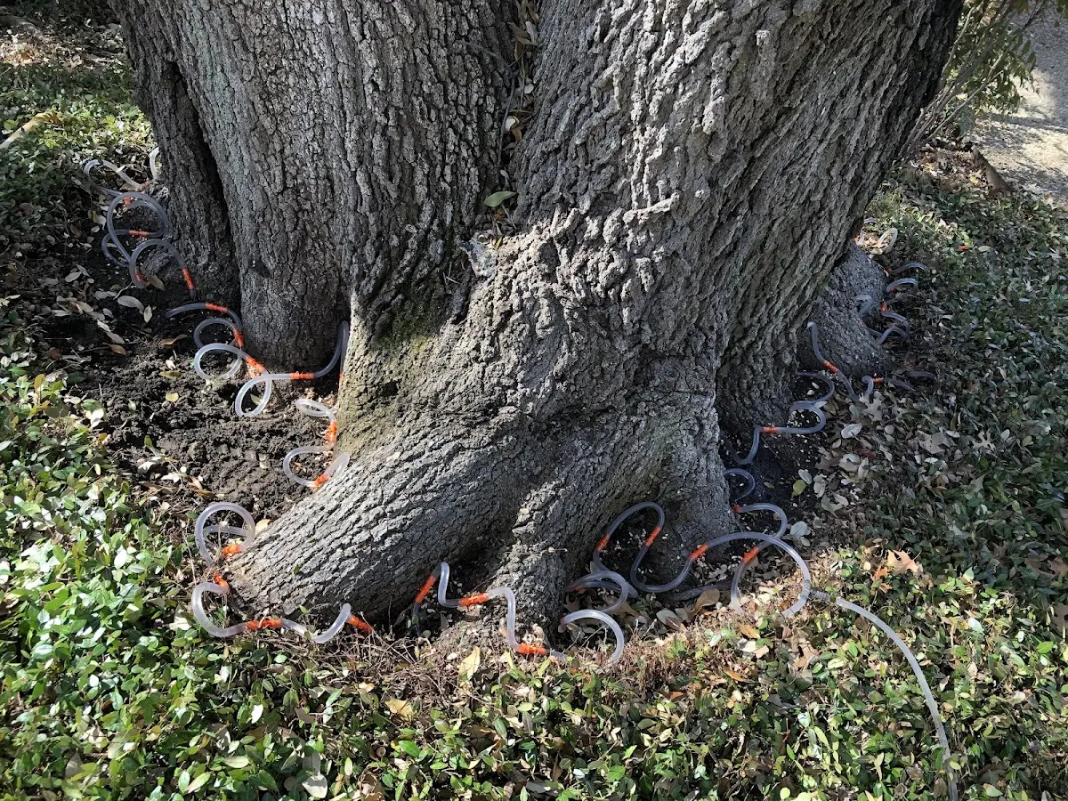 Detailed Tree Cabling and Bracing job site in Hermann
