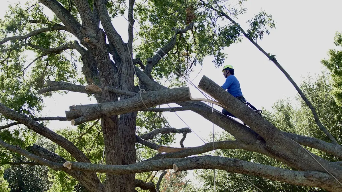Professional Crown Thinning performed by certified arborists in Hermann