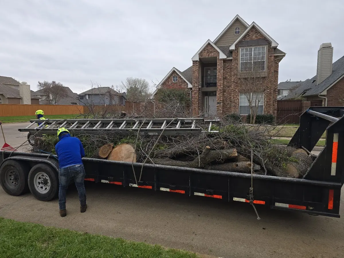 Expert Tree Pest Control with proper safety equipment in Hermann